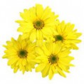 Crisântemo Amarelo