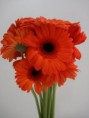 Gerbera Laranja