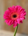 Gerbera Rosa